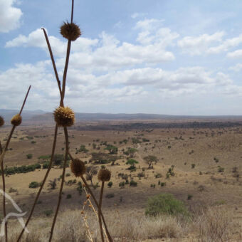 vanaf een hoger gelegen punt kijk je uit over de Enduimet met dor vlak grasland met hier en daar bomen vlakbij bij west kilimanjaro