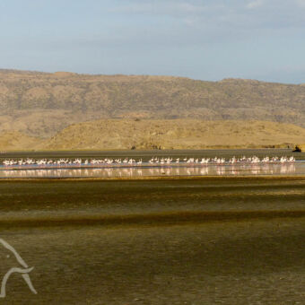 flamingo's heel veel flamingo's op een rij met daarachter de bergen van lake natron