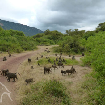 groep bavianen weg door het bos met grote groep bavianen die rondlopen en voedsel zoeken