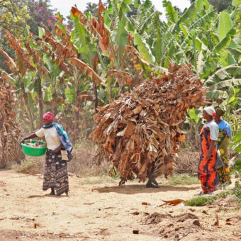 bananenplantage Mto wa Mbu bananenplantage met lachende vrouwen