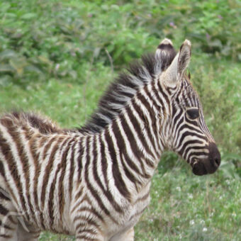 zebraatje klein baby zebra die goed naar zijn oortjes luistert