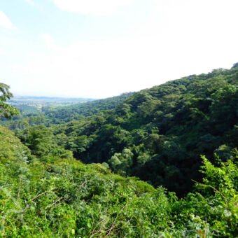 bosgebied vanaf een hongerpunt kijkend over een dichtbos tegen de heuvels