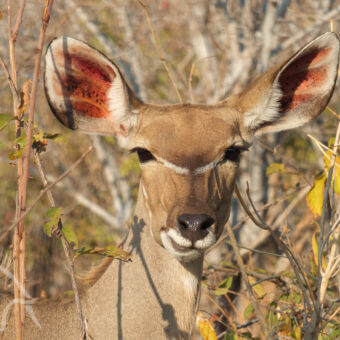 kudu close up van een kudu hoofd met zijn typische grote oren met oranje van binnen en de witte streep over de neus van og tot oog