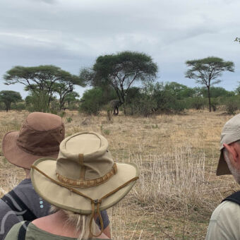 Safari Tanzania wandelsafari in Ruaha National Park Safari Tanzania. Wandelsafari. Drie hoofden van mensen vanaf de schouders naar voren kijkend op zoek naar wild tijdens een wandelsafari in Ruaha National Park