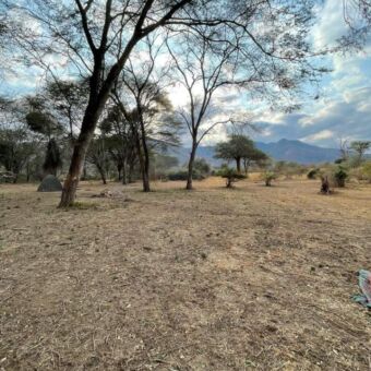 Groen landschap met bomen is een special campsite met een koepeltentje