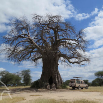 grote baobab boom hele grote klas baobab van wel 6 meter in doorsnee en 40 meter hoog met daarnaast onze zeer klein lijkende droomreis tanzania safari auto