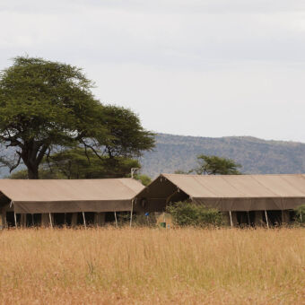 grote tenten twee safaritenten tussen het hoge goudgele gras en naast een grote groene acacia met daarachter een berg