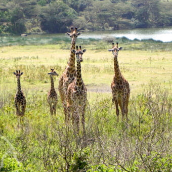 Tijdens een wandelsafari in Arusha Natiolal Park Tanzania 3 grotere giraffen en twee kleine girafjes