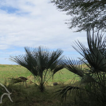 Eyasi meer palmbomen op de voorgrond met daarachter grasland
