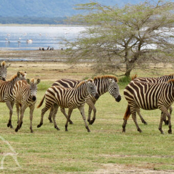 zebra's bij het meer lopende zebra's aan de oevers van Lake Manyara