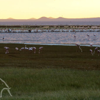 zonsondergang zonsondergang bij Lake Manyara met aan de oevers voedsel zoekend flamingo's en in het meer veel zwemmende verschillende watervogels