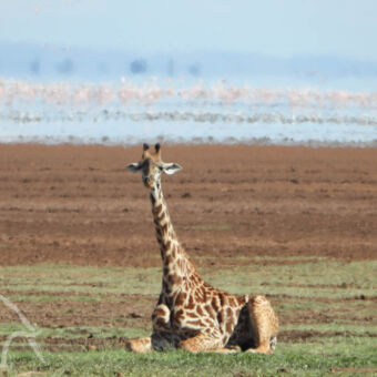 zittende giraf grappig een liggende giraf met zijn lange nek en hoofd nog omhoog aan de oever van lake manyara met daarin veel vogels