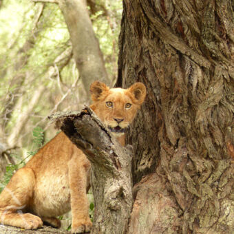 ouder welpje in een boom je recht aankijkend safari reis