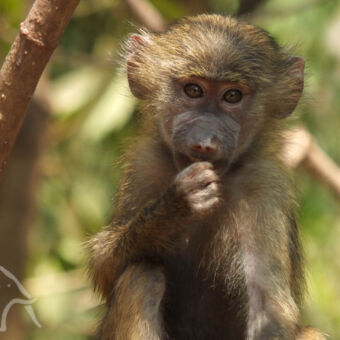 jonge baviaan jonge baviaan die je recht aankijkt vanuit een boom