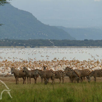 duizende watervogels spectaculair hoeveelheid vogels in lake Manayara waardoor de bijna wit kleurt met daarvoor aan de oever een groep zebra's