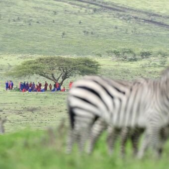 Masai meeting in een heuvelachtig groen gebied bij ngorongoro met vage zebra's op de voorgrond verderop onder een boom een grote groep masai mannen in meeting