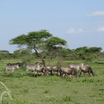 het groene Ndutu groene savannah bij ndutu tanzania met acacia en hiervoor grazende gnoes en zebra's