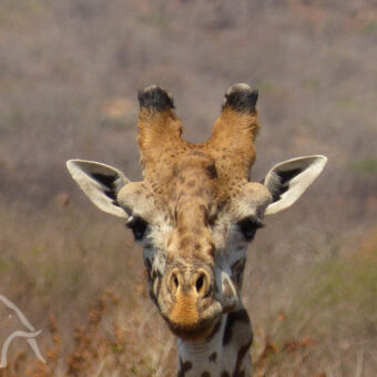 close-up close up van het hoofd van een giraf ons recht aankijkend