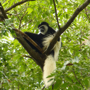 zwart-witte Colobus aap groen bos met in de boom een Colubus aap met zijn grote witte pluimstaart