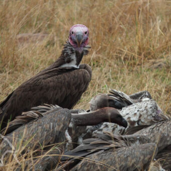 Twee aasgieren bij een karkas Rondreis Tanzania. Twee aasgieren in de Serengetimet roze kop bij een karkas. Een kijkt je recht aan