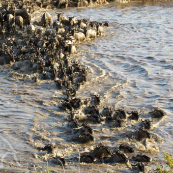 Mara rivier grote migratie Zwemmende gnoes en gnoes die de Mara rivier inspringen