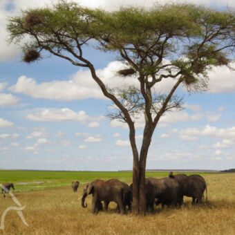 olifanten in de schaduw onder een boom uitkijken over de moerassen in Tarangire