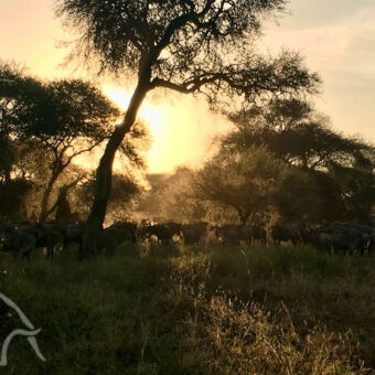 zonsopkomst in Tarangire met een grote groep buffels Door de bomen in Tarangire met daaronder kudde buffels de zonsopkomst