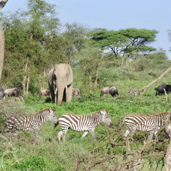 grote migratie met olifant drie zebra's op de voorgrond in het gras met links een dikke boom daarachter een olifant kijkend naar ons omringd door grazende gnoes