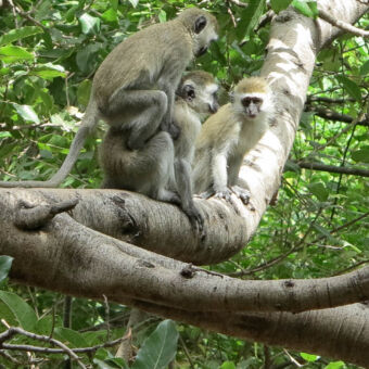 wildlife drie aapjes in de boom op een tak waarvan een aap op de andere zit