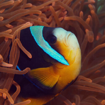 koraal bij Mnemba atol ronde vis met felle oranjebuik zwarte rug en een blauwe streep over het hoofd tussen annamonen mnemba zanzibar