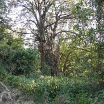 oude dikke boom met veel vertakkingen in het bos bij empakai krater