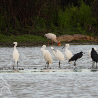 volop watervogels witte, zwarte vogels staand op hun lange dunne poten in het water van de rufiji river tanzania
