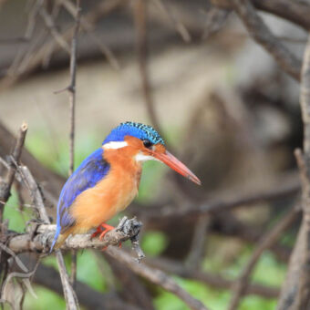 kleurrijke ijsvogel close up van een blauwe met oranje gekleurde ijsvogel op een takje bij de rufiji rivier selous
