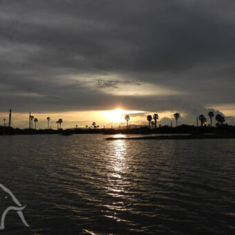 prachtige zonsondergang de Rufiji rivier met palmen op de achtergrond met ondergaande zon