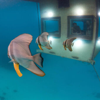 onderwater onderwater zie je vissen voorbij de ramen zwemmen van de onderwaterkamer bij pemba tanzania