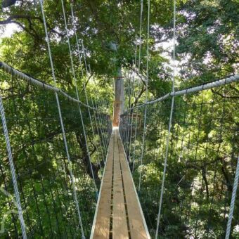 up-to-the-top touwbrug in de bomen met uitzicht op een dikke boom midden in een dicht bos