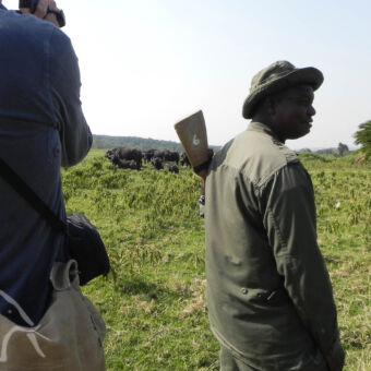 dichtbij de wilde dieren man half in beeld ranger met geweer en op de achtergrond buffels in het groene gras