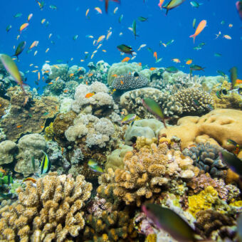 onderwaterwereld onderwater heel veel verschillende soorten koraal en vissen in alle kleuren van de regenboog