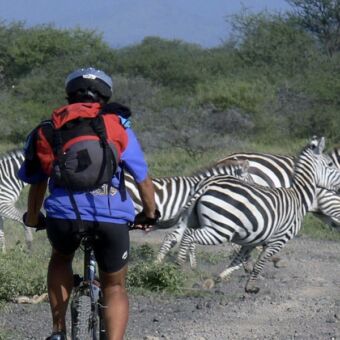 man op mountainbike safari waar voor hem de zebra's de weg over rennen in het arusha national park