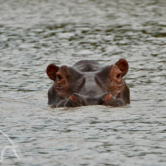 hippo hippo met hoofd boven water boos kijkend naar de camera