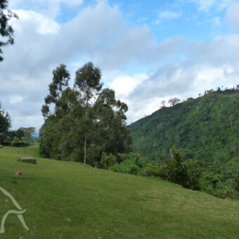 groen gras en beschermde bomen in de buurt van arusha tanzania
