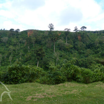 groen gras en op de achtergrond bossen en struiken in blad bij arusha tijdens een wandeling tanzania