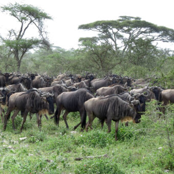 lopende gnoes tijdens hun migratie bij Ndutu serengeti