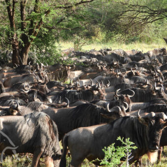 grote dicht op elkaar gepakte groep gnoes in de bossen tijdens de migratie serengeti