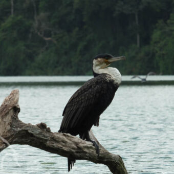 watervogels Aalscholver - White-breasted Cormorant rustend op een dode tak bij Lake Duluti