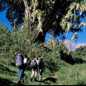 onderweg mensen met rugzakken en een gids lopend door een groene omgeving onderweg naar de top van de kilimanjaro tanzania
