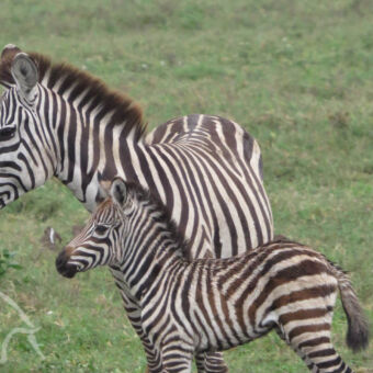 jong zebraatje moeder zebra met jong dichtbij op de serengeti