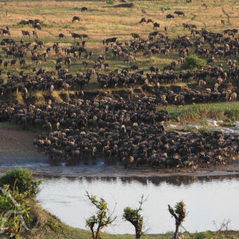 aan de oever van de mara rivier een grote kuddes van tienduizenden gnoes zoekend naar een plek om over te steken om vandaar hun migratie voort te zetten
