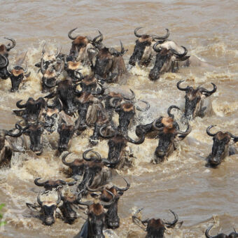 Zwemmende gnoes met hun kop net boven het water tijdens een oversteek van de Mara rivier Tanzania
