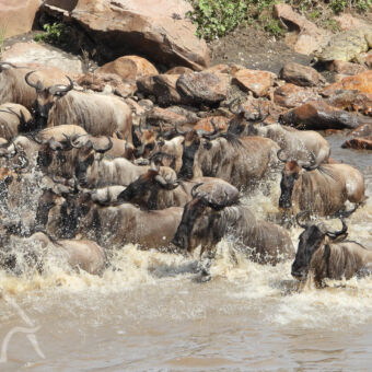 groepje gnoes in de mara rivier bijna aan de oever waar grote rotsblokken liggen